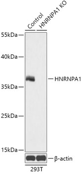 HNRNPA1 Antibody, KO Validated