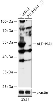 ALDH9A1 Antibody, KO Validated