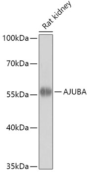 AJUBA Antibody