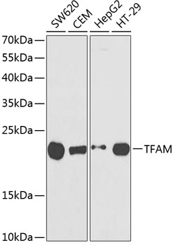 TFAM Antibody