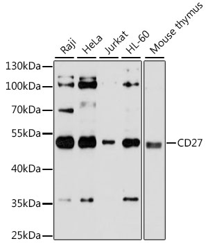 CD27 Antibody