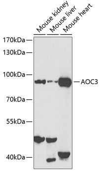AOC3 Antibody
