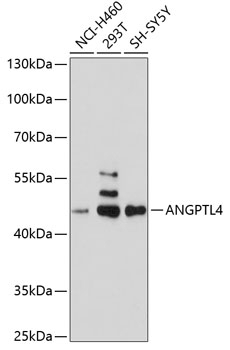 ANGPTL4 Antibody