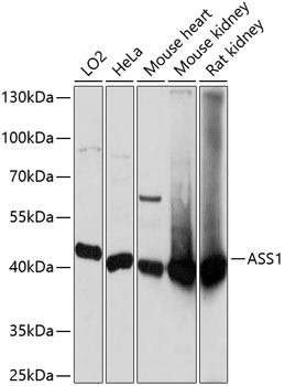 ASS1 Antibody