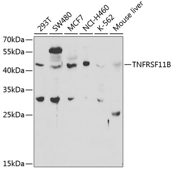 TNFRSF11B Antibody