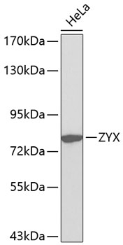 ZYX Antibody