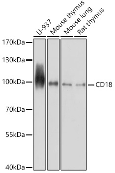 CD18 Antibody