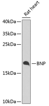 BNP Antibody