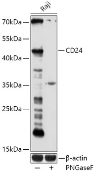 CD24 Antibody