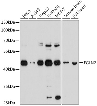 EGLN2 Antibody