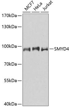 SMYD4 Antibody