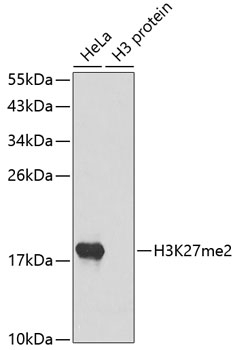 DiMethyl-Histone H3-K27 pAb
