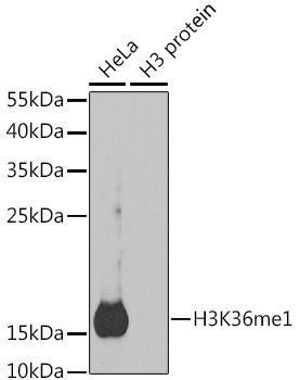 MonoMethyl-Histone H3-K36 pAb