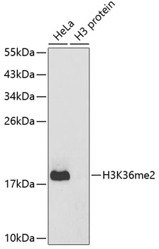 DiMethyl-Histone H3-K36 pAb