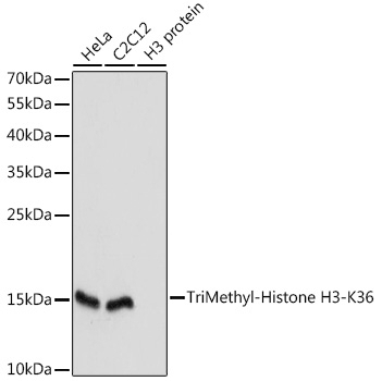 TriMethyl-Histone H3-K36 pAb
