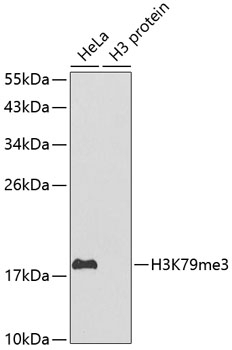 TriMethyl-Histone H3-K79 pAb