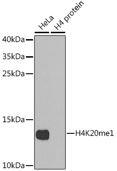 MonoMethyl-Histone H4-K20 pAb
