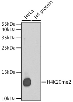 DiMethyl-Histone H4-K20 pAb