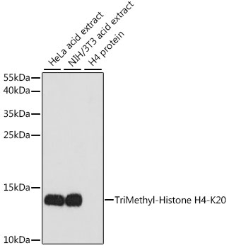 TriMethyl-Histone H4-K20 pAb