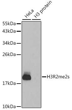 Symmetric DiMethyl-Histone H3-R2 pAb