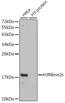Symmetric DiMethyl-Histone H3-R8 pAb