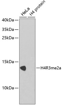 Asymmetric DiMethyl-Histone H4-R3 pAb