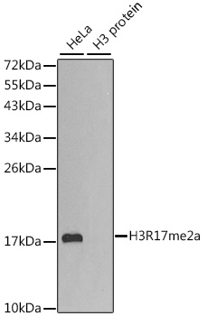 Asymmetric DiMethyl-Histone H3-R17 pAb