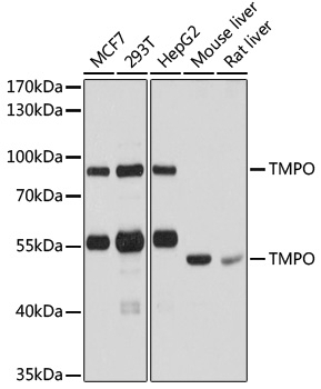 TMPO Antibody, KO Validated