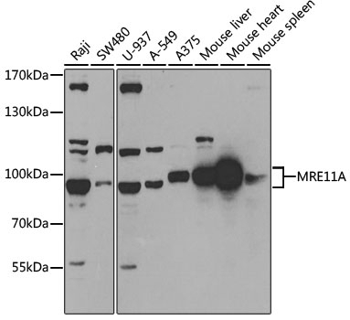 MRE11A Antibody