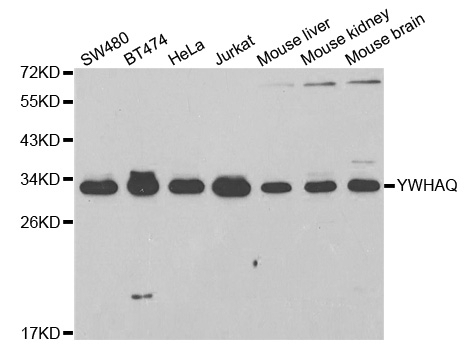 YWHAQ Antibody