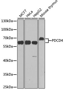 PDCD4 Antibody, KO Validated