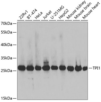 TPI1 Antibody