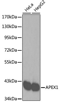 APEX1 Antibody, KO Validated
