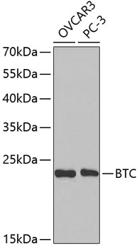 BTC Antibody