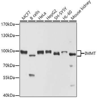 IMMT Antibody