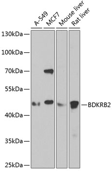 BDKRB2 Antibody