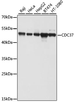 CDC37 Antibody