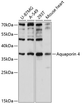 Aquaporin 4 Antibody