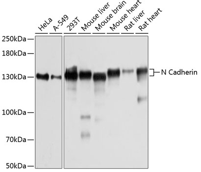 N Cadherin Antibody, KO Validated