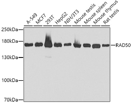 RAD50 Antibody