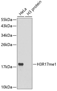 MonoMethyl-Histone H3-R17 pAb