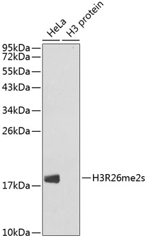 Symmetric DiMethyl-Histone H3-R26 pAb