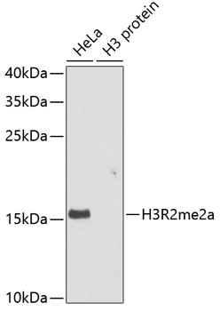 Asymmetric DiMethyl-Histone H3-R2 pAb