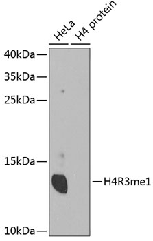 MonoMethyl-Histone H4-R3 pAb