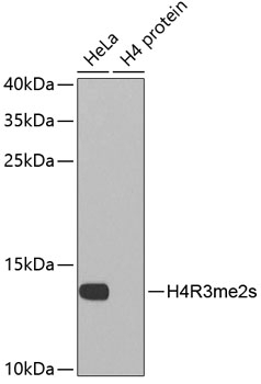Symmetric DiMethyl-Histone H4-R3 pAb