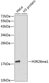 MonoMethyl-Histone H3-R26 pAb