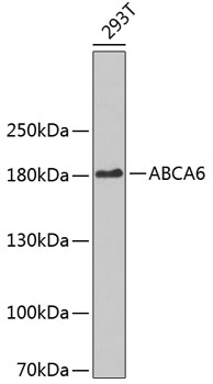 ABCA6 Antibody