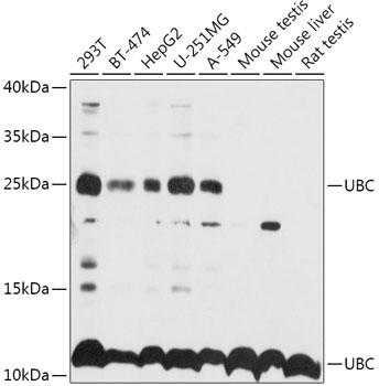 UBC Antibody