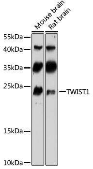 TWIST1 Antibody