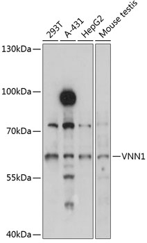 VNN1 Antibody